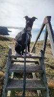 Andy and Shadow