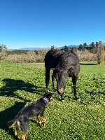 Molly and Tess