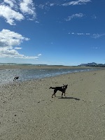Molly and Tess