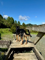Molly and Tess
