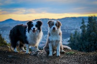 Amber and Roo