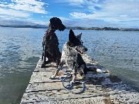 Shane and Ziggy